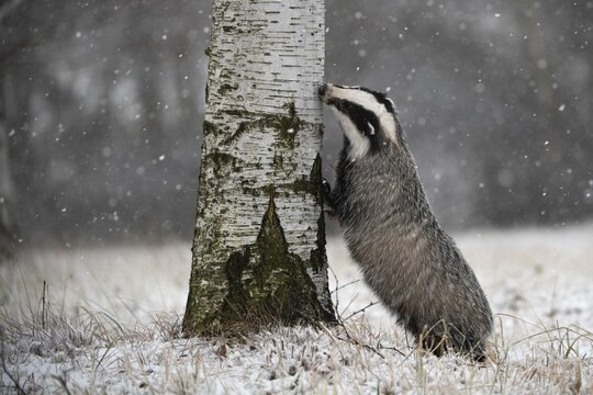 European badger (Meles meles) sniffs at tree in winter, Eifel, Rhineland-Palatinate, Germany