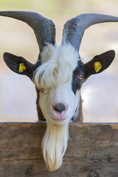 Tauernschecken domestic goat, Eggen-Hof, Vomp, Tyrol, Austria