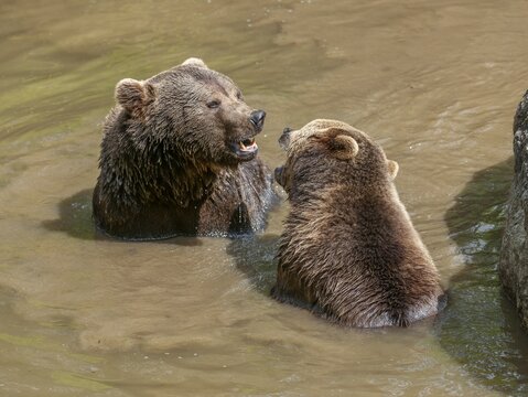 Brown bears (Ursus arctos) male and female sitting in a pond, pond, interaction, social behaviour, captive, Bavarian Forest National Park, Bavaria, Germany