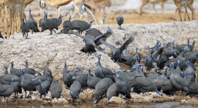 Helmeted guinea fowl (Numida meleagris), flock at the waterhole, Nxai Pan National Park, Botswana