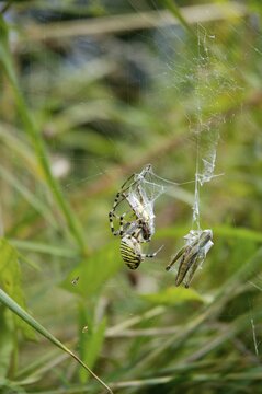 Black and yellow Ariope ( Argiope bruennichi) sitting in spider net with wrapped grasshoppers for prey