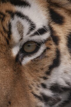 Bengal tiger (Panthera tigris tigris) adult animal close up of one eye, England, United Kingdom, Captive
