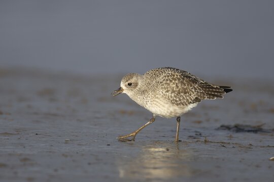 Grey plover (Pluvialis squatarola) adult bird in winter plumage walking on a coastal mudflat, Norfolk, England, United Kingdom