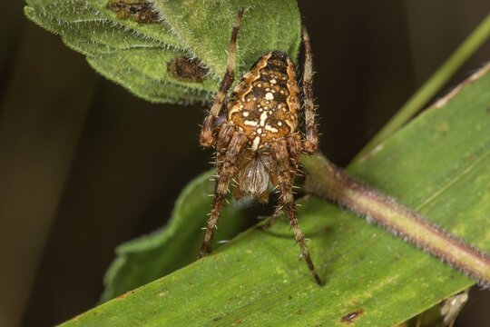 A garden cross spider (Araneus diadematus) on a leaf stalk, well camouflaged in nature, Baden-W&uuml;rttemberg, Germany