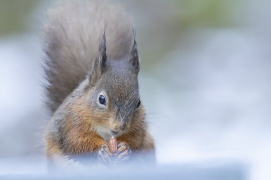 Red squirrel (Sciurus vulgaris) adult animal eating a nut in snow in winter, England, United Kingdom