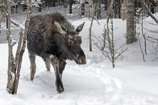 Moose. Alces alces. Nine month old bull moose walking in the snow-covered forest. Gaspesie conservation park. Province of Quebec