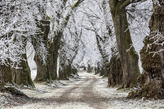 An avenue of trees covered in snow creates a picturesque winter landscape, Linden avenue near Maria Schnee, Nassenbeuren, Unterallg&auml;u, Bavaria, Germany