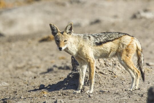 Black-backed Jackal (Canis mesomelas), Etosha National Park, Namibia