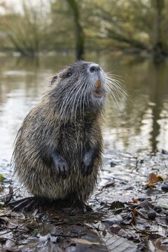 Nutria (Myocastor coypus) in a body of water, Osnabr&uuml;ck, Lower Saxony, Germany