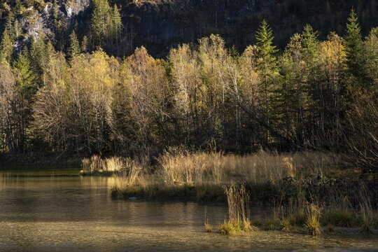 A small lake called Gosaub near the power station on the road to Lake Gosau. Autumn, trees in autumn leaves, atmospheric light