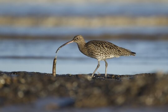 Eurasian curlew (Numenius arquata) adult wader bird feeding on a razorshell on a coastline, RSPB Titchwell nature reserve, Norfolk, England, United Kingdom