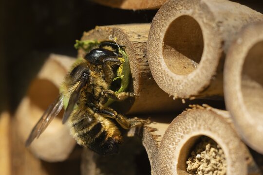 Leafcutter bee (Megachile willughbiella) adult insect filling a hole with a leaf in a garden bee hotel, Suffolk, England, United Kingdom