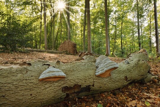 Tinder fungus (Fomes fomentarius) on dead wood in a forest, Teuteburger Wald, North Rhine-Westphalia, Germany