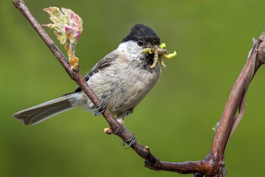 Marsh tit (Parus palustris) sits on a branch and has insects in his beak, Limbach, Burgenland, Austria