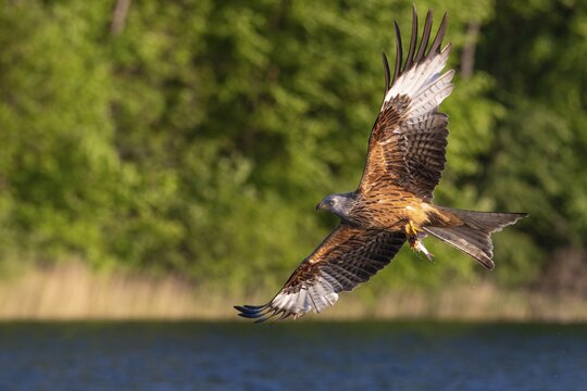 Red kite (Milvus milvus) flying, Gerolstein, Rhineland-Palatinate, Germany