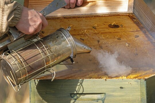 Western honey bee (Apis mellifera) fruit blossom, beekeeper, beekeeper suit, frames, hives, honeycomb, smoker, beehive, petals, smoking device, beekeeper pipe, honey bee, beekeeper, organic honey, bee honey, honey, health, food, pollination, mass harvest, pollen, fruit tree, organic shop, bee diseases, biosphere reserve, Saxony-Anhalt, Germany