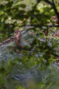 The fallow deer (Dama dama) stands just a few metres from a forest path in a thicket of bracken, Feistzeit, Germany