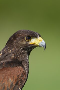 Harris hawk (Parabuteo unicinctus) adult bird animal portrait, England, United Kingdom, Captive