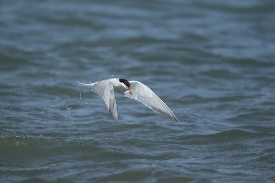 Common tern (Sterna hirundo) adult bird emerging from the sea with a fish in its beak, Suffolk, England, United Kingdom