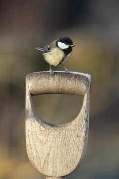 Great tit (Parus major) adult garden bird on a fork handle in winter, England, United Kingdom