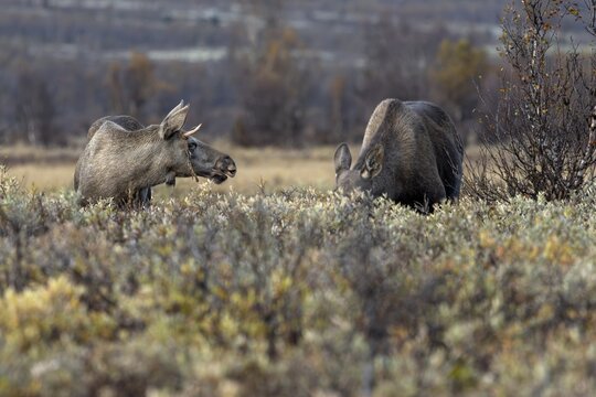 The young moose bull (Alces alces) stands next to the much larger moose cow, moose rut, rutting season, autumn, Ruska, September, Norway
