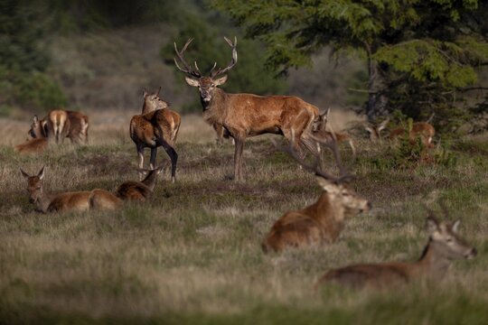Almost all animals of the red deer herd (Cervus elaphus) lie resting in the sun, only the stag does not come to rest, rutting season, October, Denmark