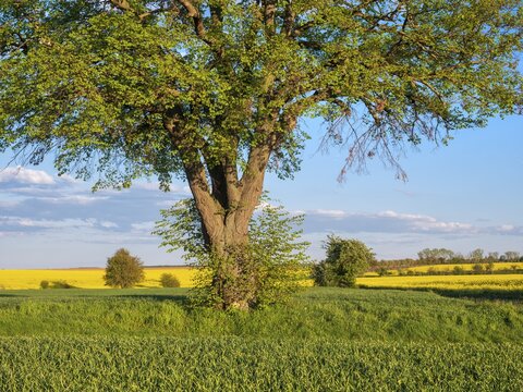 Field landscape with lime tree and flowering rape field in spring, near Freyburg, Saxony-Anhalt, Germany