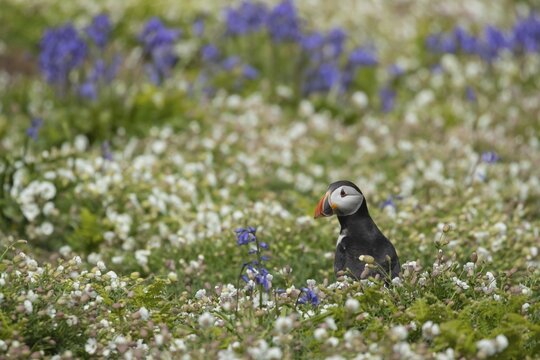 Atlantic puffin (Fratercula arctica) adult auk seabird bird amongst flowering Sea campion and Bluebell flowers in summer, Skomer island, Wales, United Kingdom