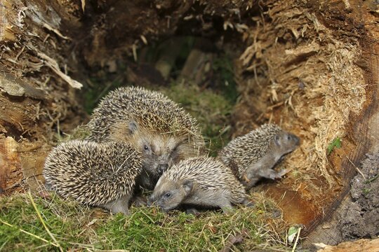 European hedgehog (Erinaceus europaeus) female with 19-day-old young in hiding in hollow tree trunk, Allg&auml;u, Bavaria, Germany