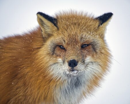 Red fox (Vulpes vulpes), winter, portrait, ice crusts and snowflakes on the face, Yukon Territory, Canada