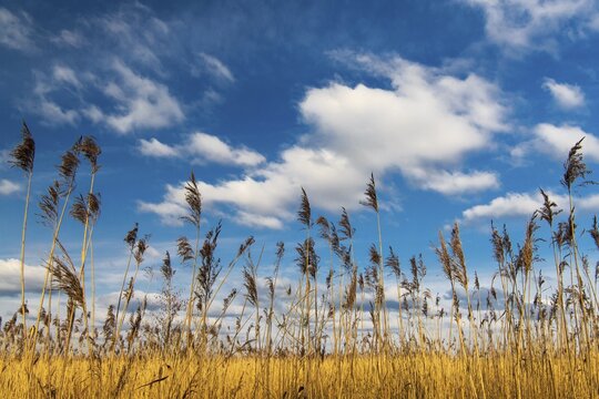 Clouds over the reeds on the southern shore of the D&uuml;mmer, inland lake, H&uuml;de, Lower Saxony, Germany
