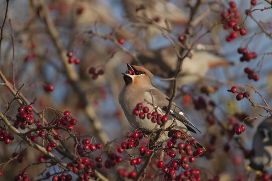 Waxwing (Bombycilla garrulus) adult bird feeding on a Hawthorn berry in a hedgerow, Norfolk, England, United Kingdom