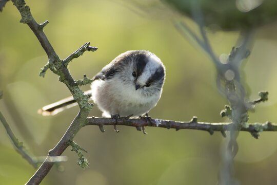 Long tailed tit (Aegithalos caudatus) adult bird on a tree branch, Suffolk, England, United Kingdom