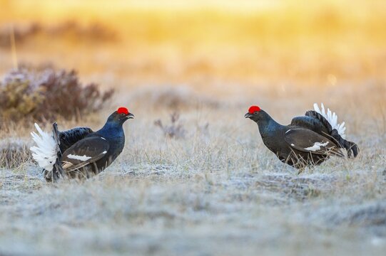 Black grouse (Lyrurus tetrix), black grouse courtship in Sweden, F&aring;gelsj&ouml;, G&auml;vleborgs l&auml;n, Sweden