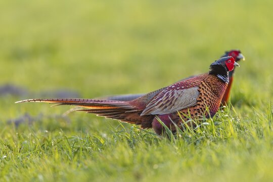 Two pheasant cocks (Phasianus colchicus) run parallel next to each other, if none of the opponents gives in it will come to a fight, mating season, mating dress, mating ritual, April, Germany