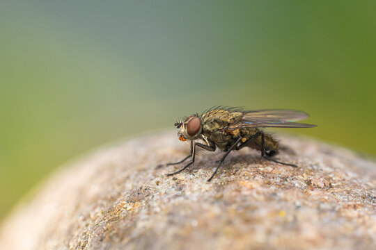 Close up of a fly