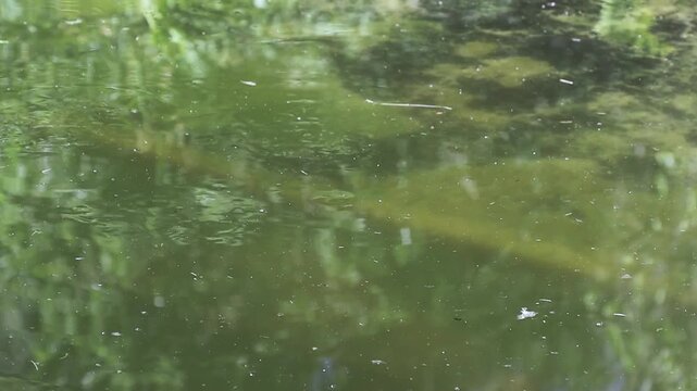 European pond turtle swimming in murky green water and diving down into the depths of a lake