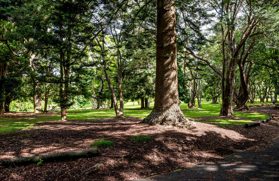 Shaded woodland path with tall trees and mulch in Auckland Domain, Auckland, New Zealand, 1 January 2024
