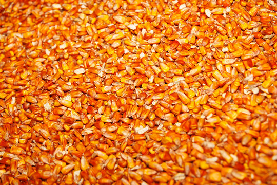 Corn kernels background texture, yellow maize grains abstract pattern agricultural production concept