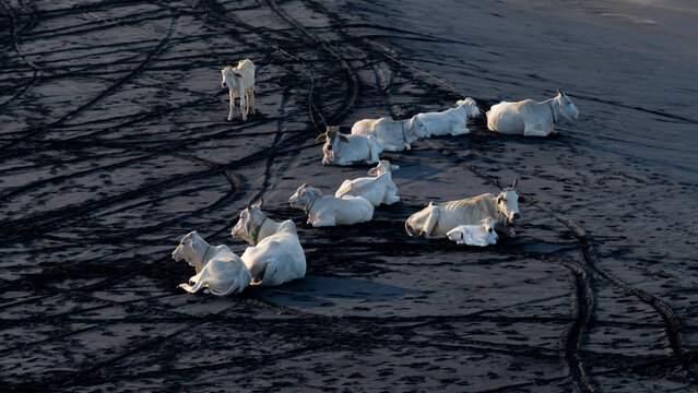 Herd of White Cattle Resting on Black Volcanic Sand Beach, Ujung Genteng, West Java, Indonesia