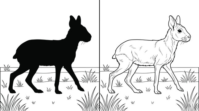 Patagonian Mara Set with Walking Pose Black Silhouette and Detailed Outline Drawing in Minimalist Flat Vector Style.