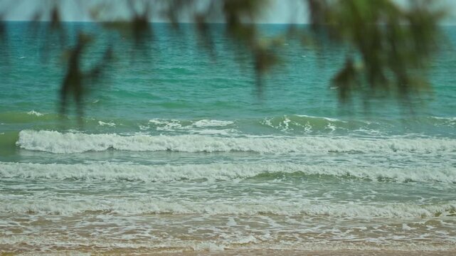 Beautiful turquoise sea waves rolling onto sandy beach with blurry pine tree leaves in foreground, tropical seashore background for summer holiday vacation, wellness retreat, travel tourism.
