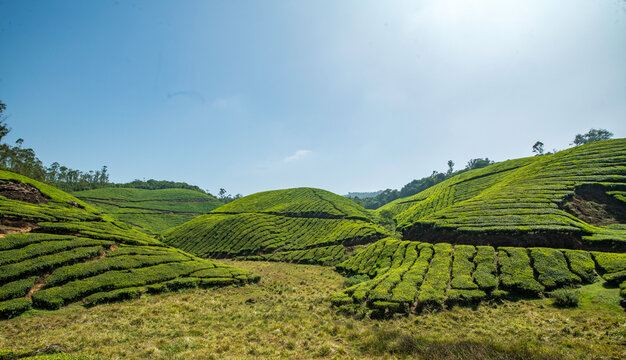 Breathtaking sunrise over the lush green tea plantations of Munnar, Kerala, India, with morning mist rolling through the Western Ghats mountains.