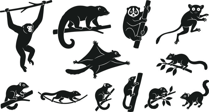 Kinkajou Slow Loris Tarsier and Flying Squirrel Silhouette Vector Set Featuring Exotic Rainforest Arboreal Nocturnal Animal Graphic Shapes