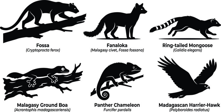 Madagascar Wildlife Animal Silhouette Vector Set Featuring Fossa Fanaloka Mongoose Ground Boa Chameleon and Harrier Hawk Graphic Shapes