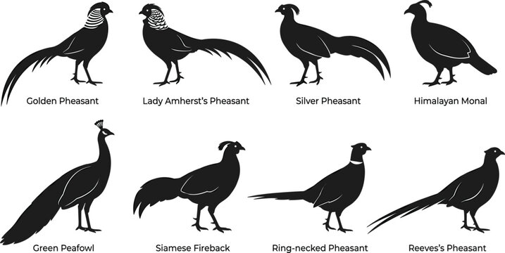 Pheasant and Peafowl Bird Species Silhouette Vector Set Featuring Golden Silver Ring Necked and Himalayan Monal Wild Gamebird Graphics