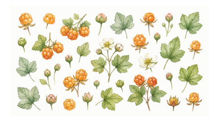 Watercolor cloudberry botanical illustration set, vintage orange arctic berries with green leaves and white flowers, hand drawn garden vector elements © noor