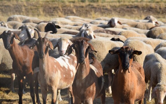 Guardians of the Flock