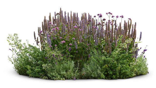 Flowerbed with blooming sage isolated on transparent and white background
