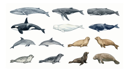 Watercolor marine mammal collection, 14 aquatic animal vector illustrations, realistic whale and dolphin set, ocean life icons for educational posters © noor